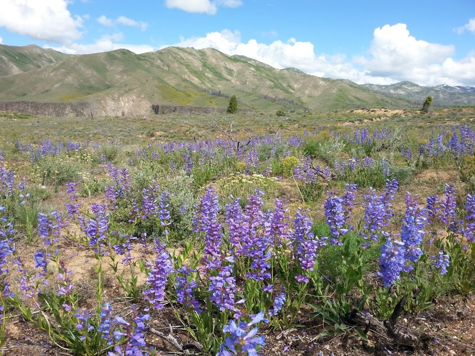 Close-up of native vegetation used in land restoration to improve reclamation success